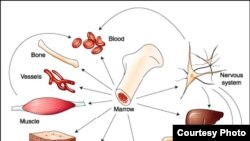 Из стволовых клеток, полученных из костного мозга, можно вырастить ткань практически любого органа.